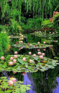 International Best Selling Author. Lily Pond in Giverny